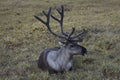 A lone reindeer lying on the tundra.