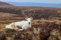 Lone Reindeer Rests in the Heather in the Cairngorm Mountains of