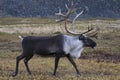 A lone reindeer running on the tundra.