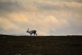 Lone reindeer on Swedish tundra