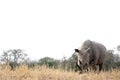 Lone rhino stand in dry bush Royalty Free Stock Photo