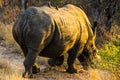 a lone rhino walking in a field with trees behind it Royalty Free Stock Photo