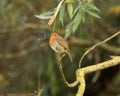 Lone Robin redbreast, Erithacus rubecula, perched on willow tree branch against blurred background Royalty Free Stock Photo