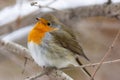 Robin red breast snow scene Royalty Free Stock Photo