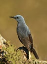 lone rockbird on a rock Royalty Free Stock Photo