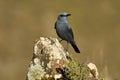 lone rockbird on a rock in spring Royalty Free Stock Photo