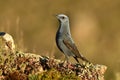 a lone rockbird on a rock Royalty Free Stock Photo