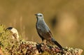 lone rockbird on a rock in spring Royalty Free Stock Photo