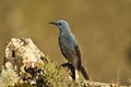 lone rockbird on a rock in spring Royalty Free Stock Photo