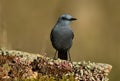 lone rockbird on a rock in spring Royalty Free Stock Photo