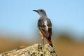 Lone rockfish perches on a rock in the field Royalty Free Stock Photo