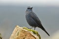 Lone rockfish perches on a rock in spring