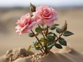 A lone rose blooms in delicate pink hues amidst the arid desert landscape.