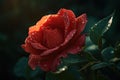 A lone rose in a serene garden. Its delicate petals display a deep shade of red, while dewdrops sparkle in the dawn lig