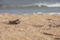 Lone Rubby Turnstone Bird Resting