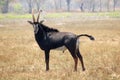 A lone Sable male