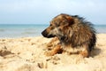 Lone sad dog lying on the street. mongrel