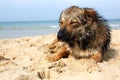 Lone sad dog lying on the street. mongrel Royalty Free Stock Photo