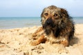 Lone sad dog lying on the street. mongrel Royalty Free Stock Photo