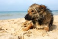 Lone sad dog lying on the street. mongrel Royalty Free Stock Photo