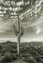 Lone Saguaro Cactus In Phoenix AZ Area Royalty Free Stock Photo