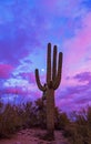 Lone Saguaro Cactus At Sunset With Moon Royalty Free Stock Photo