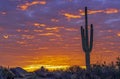 Lone Cactus With Desert Sunrise Background In Arizona Royalty Free Stock Photo