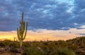 Lone Saguaro Cactus With Colorfull Sunset Skies Royalty Free Stock Photo