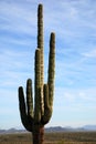 Lone saguaro cactus in desert Royalty Free Stock Photo