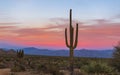 Lone Saguaro Cactus At Dusk In Desert Royalty Free Stock Photo