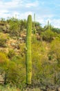 Lone saguaro cactus with some decay on body and visible green ridges and spikes in evening sunset lighting