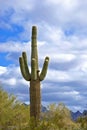 Saguaro Cactus in Arizona Desert Royalty Free Stock Photo