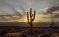 Lone Saguaro Cactus With Sun Rising In Background