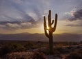 Lone Saguaro Cactus With Sun Rising In Background Royalty Free Stock Photo