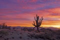 Lone Saguaro Cactus At Sunrise Time In Arizona Royalty Free Stock Photo