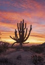 Lone Saguaro Cactus At Sunrise Time In Arizona Royalty Free Stock Photo
