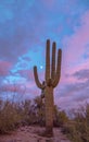 Lone Saguaro Cactus With Moon And Colorful Sky At Sunset Royalty Free Stock Photo