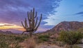 Lone Saguaro Cactus With Vibrant Desert Sunrise Sky