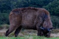 A lone sambar deer grazes lush greenery of Sri Lankan wilds. Sri Lanka stock photo