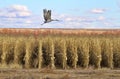 Lone sandhill crane flies over geometric lines of dried corn stalks