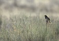 Savannah Sparrow in the Fields