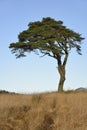 Lone Scots Pine Tree Royalty Free Stock Photo