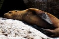 Lone Sea Lion Sleeping On Rock Monterey Bay California Royalty Free Stock Photo