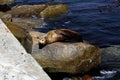 Lone Sea Lion Sleeping On Rock Monterey Bay California Royalty Free Stock Photo