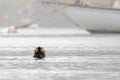 Lone sea otter in Morro Bay harbor on the central coast of California USA Royalty Free Stock Photo