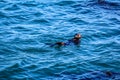 A lone sea otter playing in the bay.