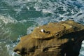 Lone Seagull Atop a Rock Royalty Free Stock Photo