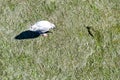 A lone seagull on the beach Royalty Free Stock Photo