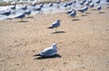Lone seagull on beach lying on sand