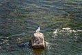 a lone seagull on a concrete block in the middle of the river Royalty Free Stock Photo